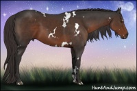 Horse Color:White Spotted Liver Chestnut