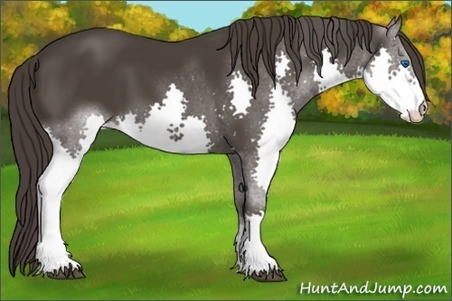 Horse Color: Smoky Black Splash 