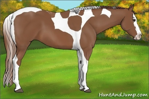 Horse Color: Chestnut Splash Tobiano 