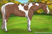 Horse Color:Chestnut Splash Tobiano 