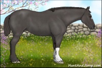 Horse Color:Smoky Blue Roan 