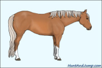 Horse Color:Unknown 