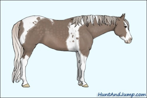 Horse Color: Unknown 