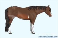 Horse Color:Unknown 