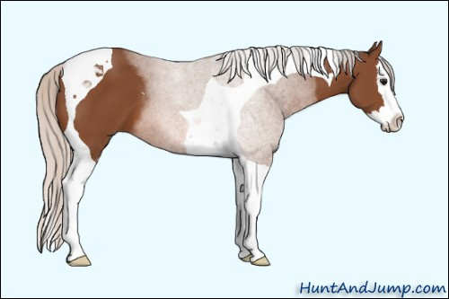 Horse Color: Unknown 