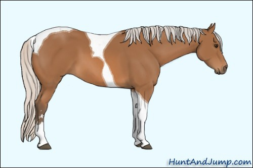 Horse Color: Unknown 