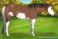 Horse Color:Bay Roan Splash Frame