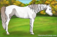 Horse Color:Gray Silver Grullo Roan Splash Tobiano Rabicano 