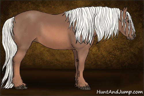 Horse Color: Liver Chestnut Mushroom 