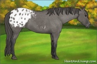 Horse Color:Grullo Appaloosa 