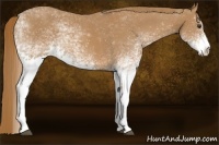 Horse Color:White Spotted Chestnut 