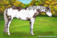 Horse Color:White Spotted Silver Bay Frame 