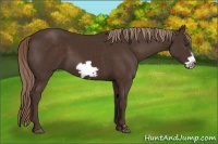 Horse Color:Liver Chestnut Frame 