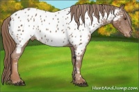 Horse Color:Chestnut Near Leopard 