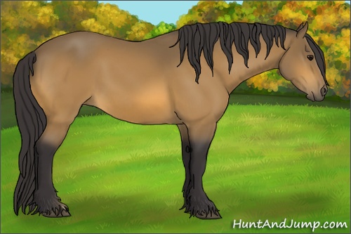 Horse Color: Buckskin 