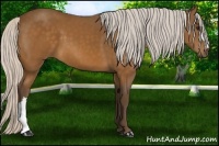 Horse Color:Silver Buckskin 