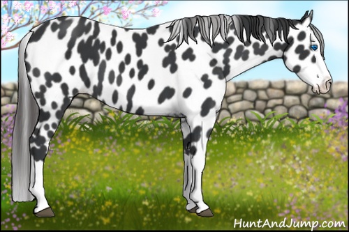 Horse Color:Black Splash Leopard