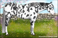 Horse Color:Black Splash Leopard