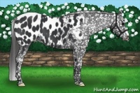 Horse Color:Black Near Leopard 