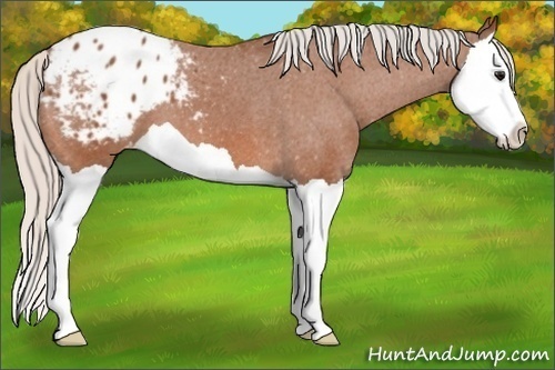 Horse Color:Silver Bay Splash Appaloosa
