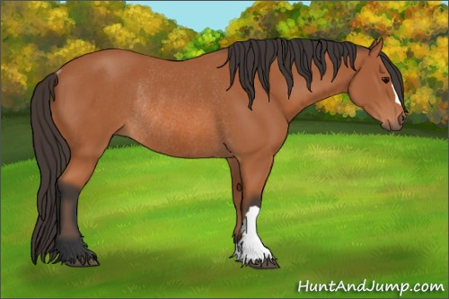 Horse Color: Unknown 