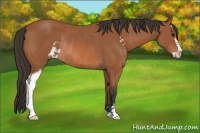 Horse Color:Bay Sabino Rabicano 