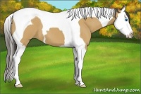Horse Color:Buckskin Roan Splash Tobiano