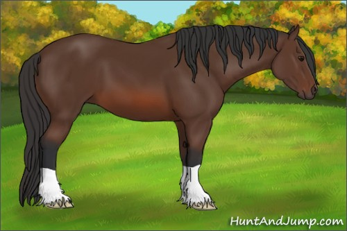 Horse Color: Bay 