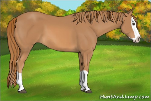 Horse Color: Chestnut Splash 