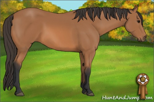 Horse Color: Bay 