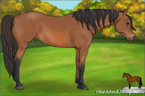 Horse Color: Bay 