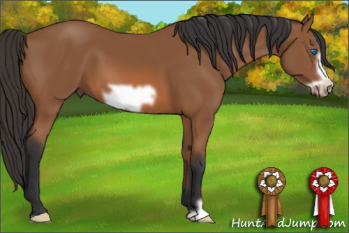 Horse Color: Bay Frame 