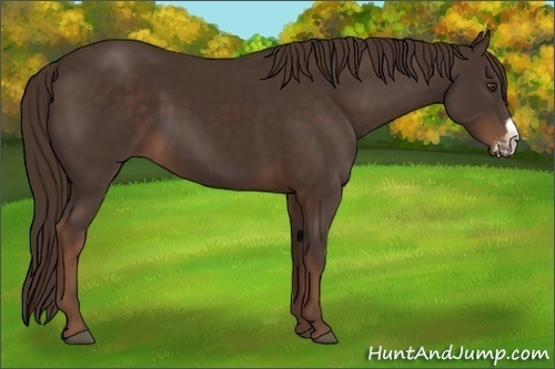 Horse Color: Liver Chestnut Frame 