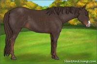 Horse Color:Liver Chestnut Frame 