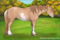 Horse Color:White Spotted Gold Champagne 
