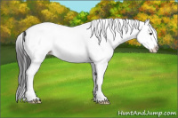 Horse Color:White Spotted Brown Dun Splash 
