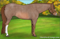 Horse Color:Red Roan 