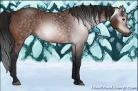 Horse Color:Gray Bay 