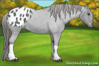 Horse Color:Blue Roan Appaloosa