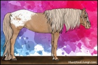 Horse Color:Chestnut Appaloosa
