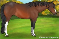 Horse Color:Bay 