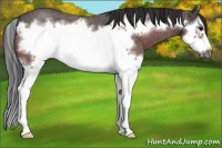 Horse Color:Bay Roan Splash Frame 