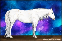 Horse Color:Gray Silver Amber Cream Champagne Roan Dun Splash Tobiano Frame Near Leopard Rabicano 