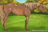 Horse Color:White Spotted Chestnut 