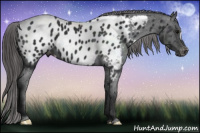 Horse Color:Brown Appaloosa