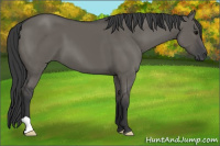 Horse Color:Grullo