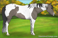 Horse Color:Grullo Tobiano 