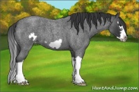 Horse Color:Blue Roan Splash Frame Varnish