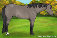 Horse Color:Grullo 