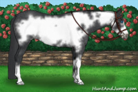 Horse Color:Brown Frame Rabicano 